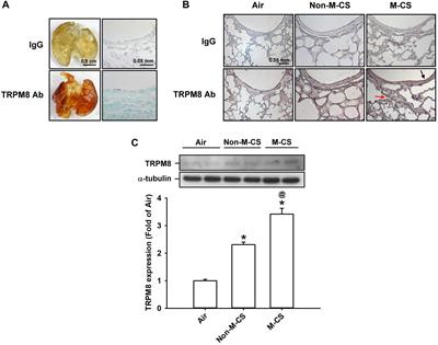 Menthol Cigarette Smoke Induces More Severe Lung Inflammation Than Non-menthol Cigarette Smoke Does in Mice With Subchronic Exposure – Role of TRPM8